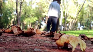 Yürüyen Orman Sonbahar Parkı