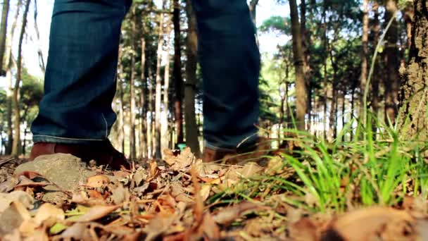 Walking Autumn Forest Ensam man — Stockvideo