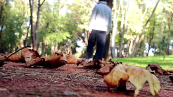 Walking Forest Autumn Park — Vídeo de stock