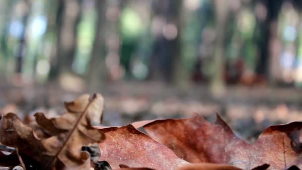 Walking Autumn Forest Lonely Man — Stock Video