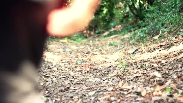Прогулянка осіннім лісом Самотня людина — стокове відео