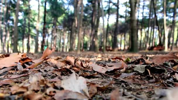 Walking Forest Autumn Park Lonely Man Feet — Stockvideo