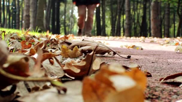 걸어서 숲 속의 가을 공원 — 비디오