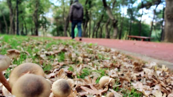 孤独的男人，漫步的秋天森林 — 图库视频影像