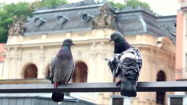 A városi kilátásban ülő galambok — Stock videók