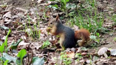 Sincap orman geçmişini kapatın.
