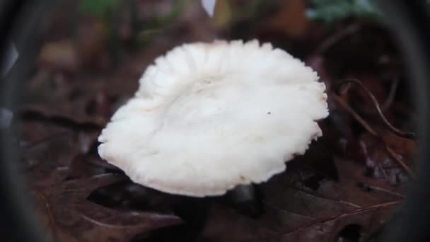 Loupe champignon — Video