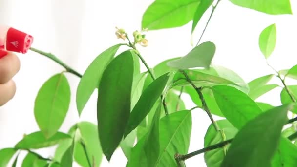 Lingettes gouttes d'eau des feuilles vertes de la plante d'intérieur — Video