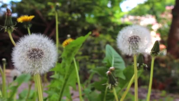 Flor de diente de león blanco — Vídeos de Stock