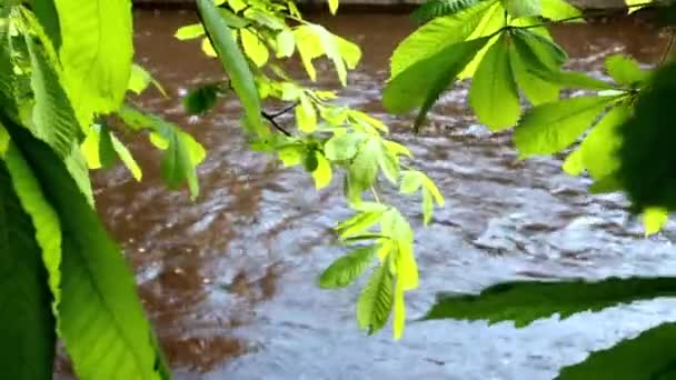 Rivier in de zomer met bladeren — Stockvideo