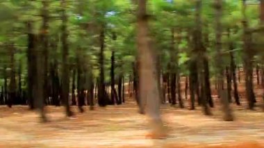 Yolda hareket halindeki arabanın yan camından görüntüle