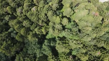 Doğal Çevre Ormanı