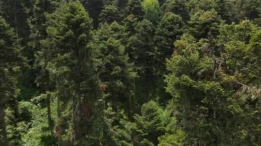 Doğal Orman Orman Ağaçları