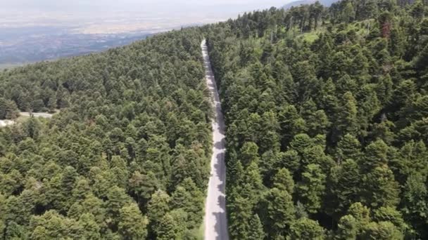 Camino del Asfalto con Bosque Verde — Vídeos de Stock