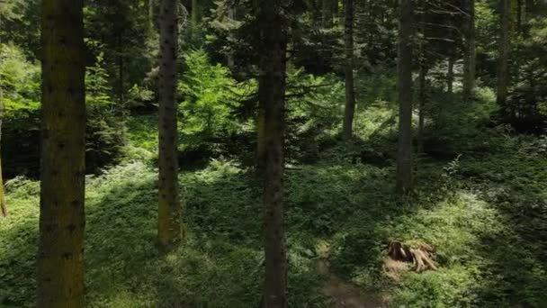 Zöld Környezetvédelmi erdő — Stock videók