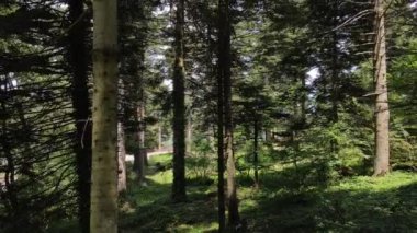 Epic Natural Forest Trees Aerial