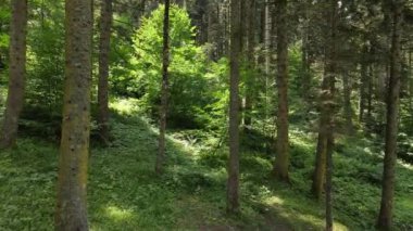 Epic Natural Forest Hava Görüntüsü