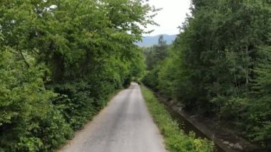 Asfalt Yolu Ağaçları Her İki Tarafta