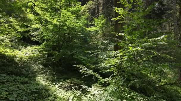Doğal Orman Görünümü Hava Aracı — Stok video