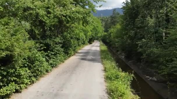 Droga asfaltowa z zielonym lasem po obu stronach — Wideo stockowe