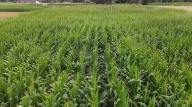 Yeşil Mısır Sahası HavacıName