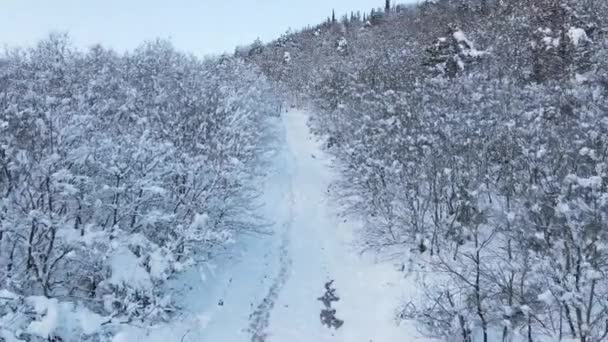 Floresta nevando estrada aérea drone — Vídeo de Stock