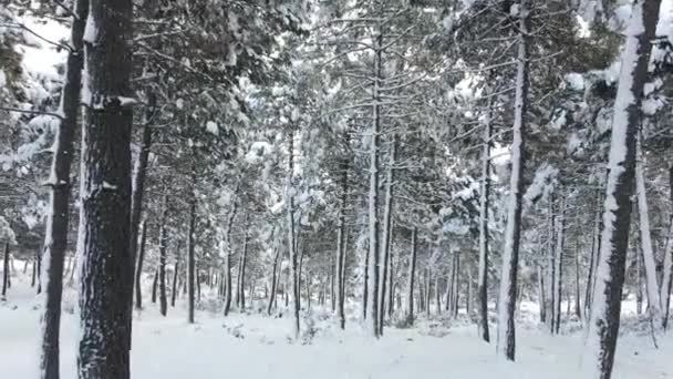Frysta träd Täckt snö — Stockvideo