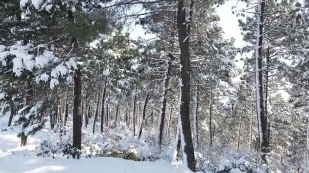 Árboles nevados Bosque Invierno Drone aéreo — Vídeos de Stock