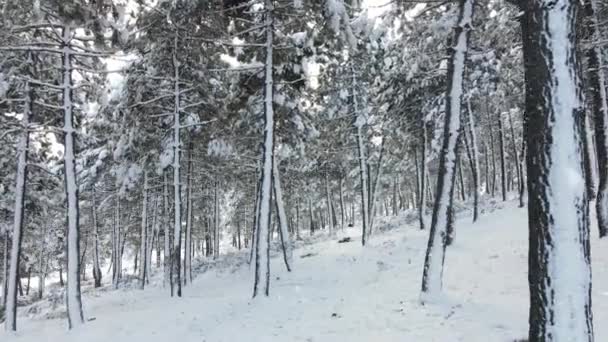 Snö vinter skog — Stockvideo