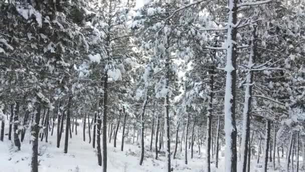 Alberi congelati coperto neve aerea — Video Stock