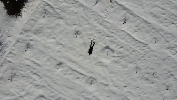 Дрон изображает человека, прыгающего в снегу — стоковое видео