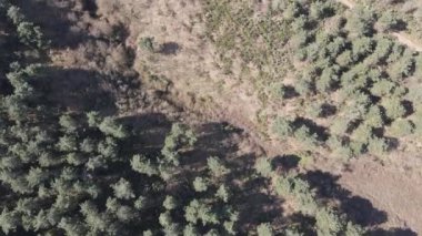 Hava aracı ortamı, doğal orman