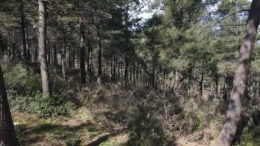 Hava koşulları doğal ağaçlar