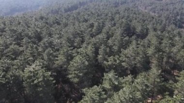Hava aracı ormanı dengeli iklim