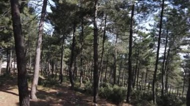 Hava aracı orman ağaçları
