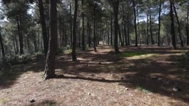 Hava aracı doğal ağaçlar.