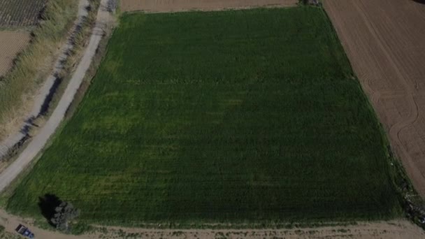 Widok drona pola pszenicy — Wideo stockowe