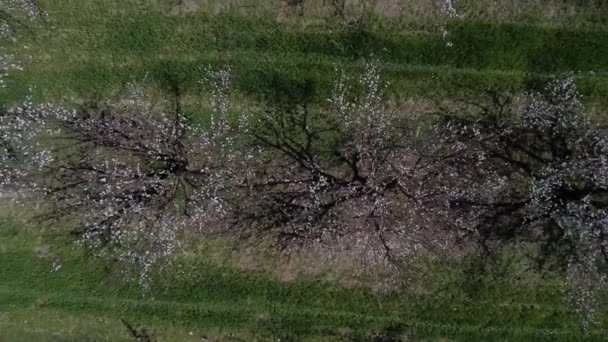 Flygfoto blommande aprikos fruktträdgård — Stockvideo