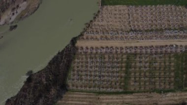 Nehir kıyısındaki kayısı bahçesinin drone görüntüsü