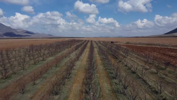 Vista aérea do drone sobre o pomar — Vídeo de Stock