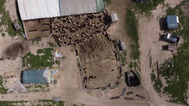 Luchtfoto schapenboerderij — Stockvideo