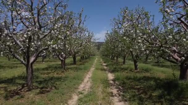 Appelboomgaard met witte bloemen — Stockvideo