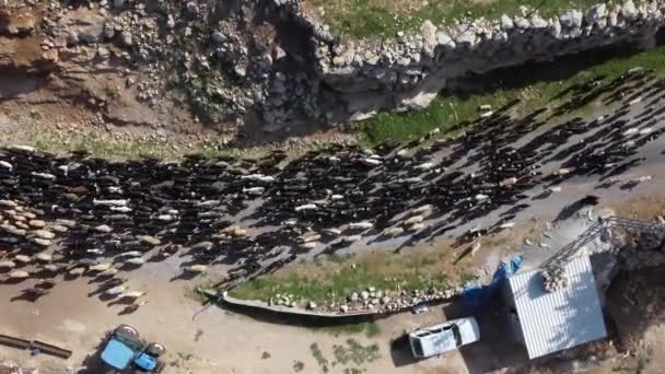 Drone imagen cabras moviendo bandadas — Vídeos de Stock