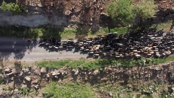 Pastores de cabras moviéndose a lo largo de camino estrecho — Vídeo de stock