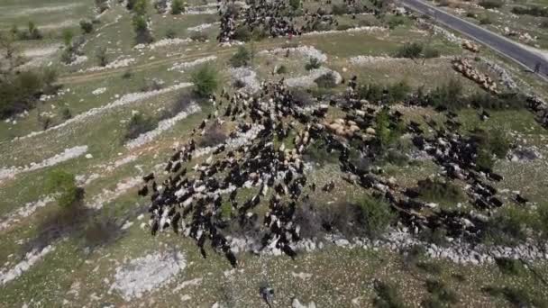 Herd goats grazing pasture drone — Stock Video