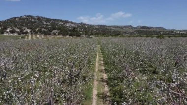 Muhteşem elma çiçeklerinin robot resmi