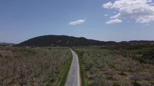 Algemeen zicht op bloeiende appelboomgaard met drone — Stockvideo