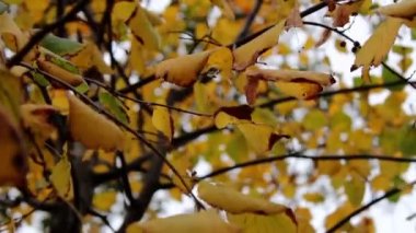 Sonbahar orman bahçesi yaprağı