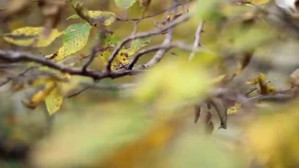 Parque de otoño paisaje árboles hoja — Vídeos de Stock