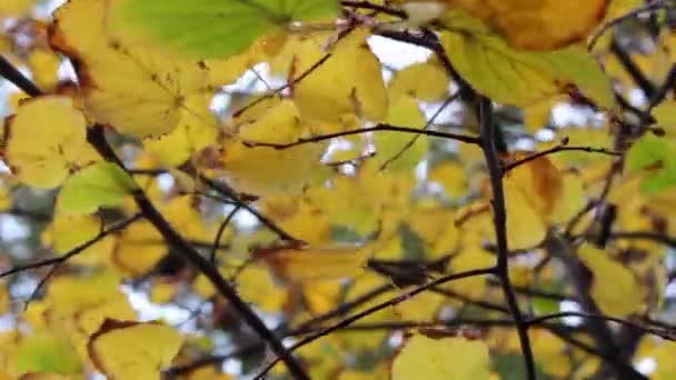 秋の公園庭木の葉 — ストック動画